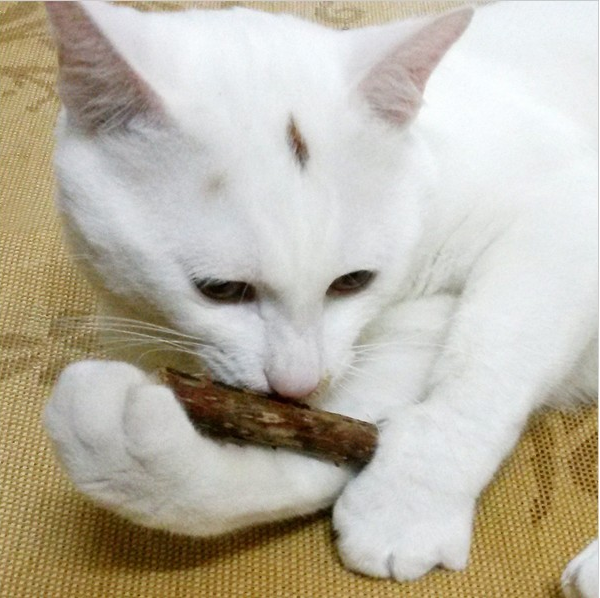 5 PCS Matatabi Chew Toy for Cats/Kittens